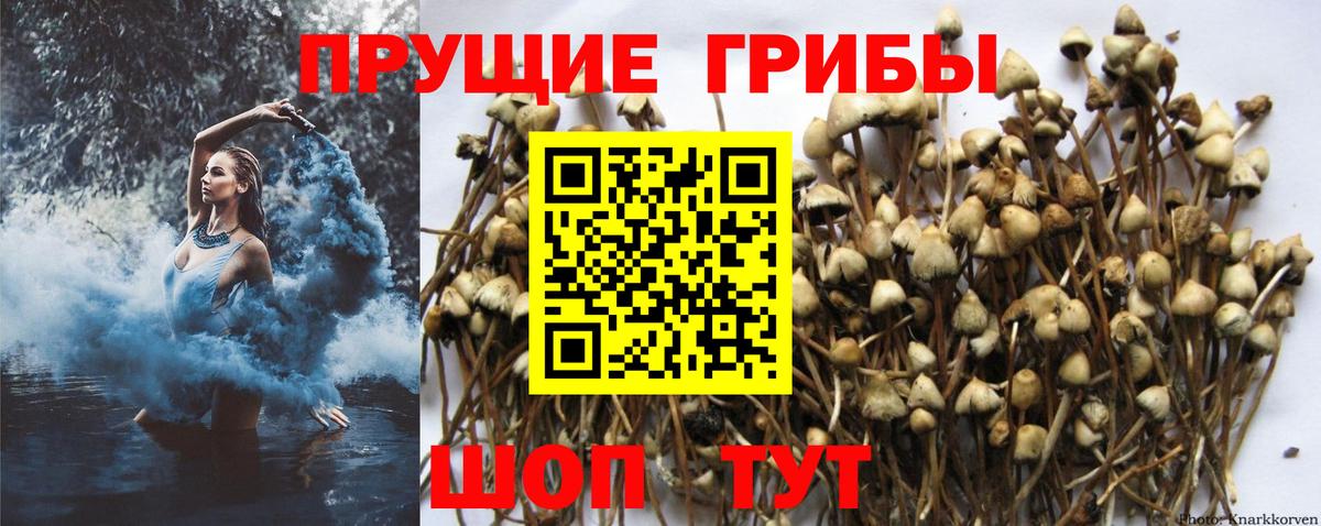 Лянтор  Псилоцибиновые грибы Psilocybine cubensis  Вход с VPN 